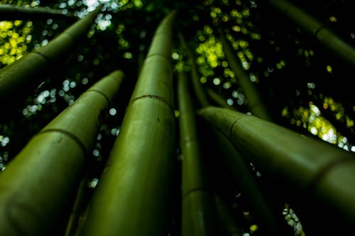 Ingyenes stockfotó alacsony szögű felvétel, bambuszfák, bambuszok témában Stockfotó