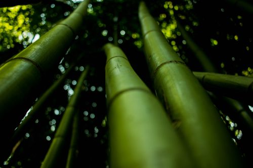 Free A serene view of tall bamboo stalks from below, capturing natural beauty. Stock Photo