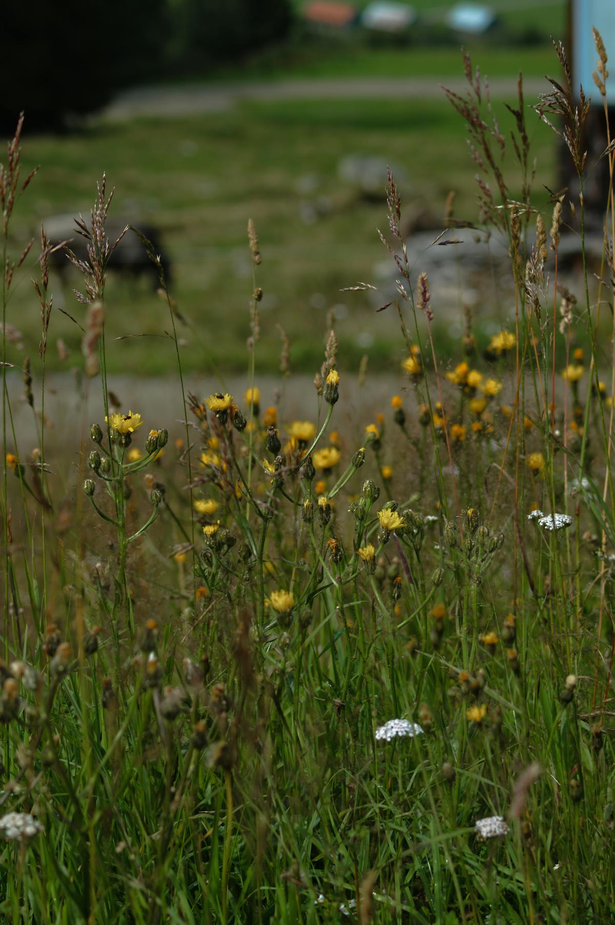 Rodzina bawiąca się w parku
