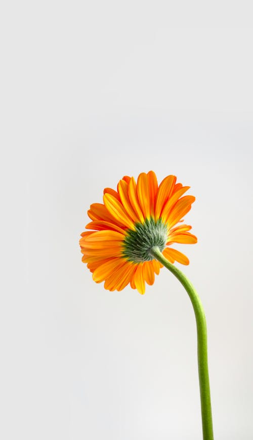 Immagine gratuita di avvicinamento, bocciolo, fiore arancione