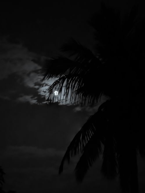 Free Silhouetted palm trees against a bright moonlit sky. Stock Photo