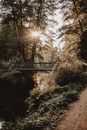 Brown Wooden Bridge over River