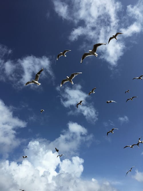 Flock of Birds Flying under a Cloudy Sky
