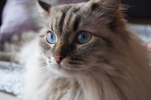 Free A detailed close-up of a fluffy cat showcasing its striking blue eyes and soft fur. Stock Photo