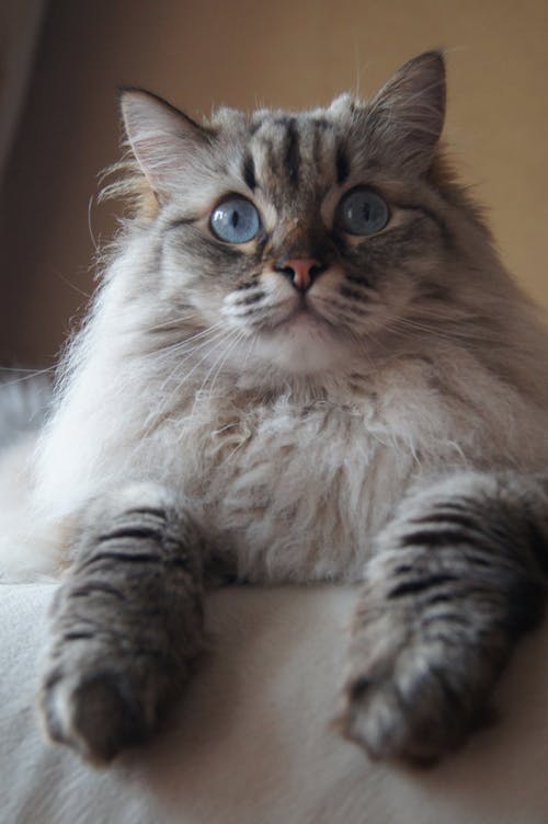 Close-Up Shot of a White Domestic Long-Haired Cat
