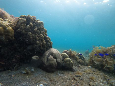 Vibrant underwater scene showcasing coral reefs in the crystal-clear waters of the Philippines.