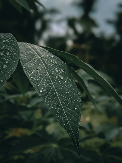 Close-Up Shot Of Green Leaves 