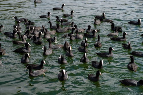 Flock of Duck on Water