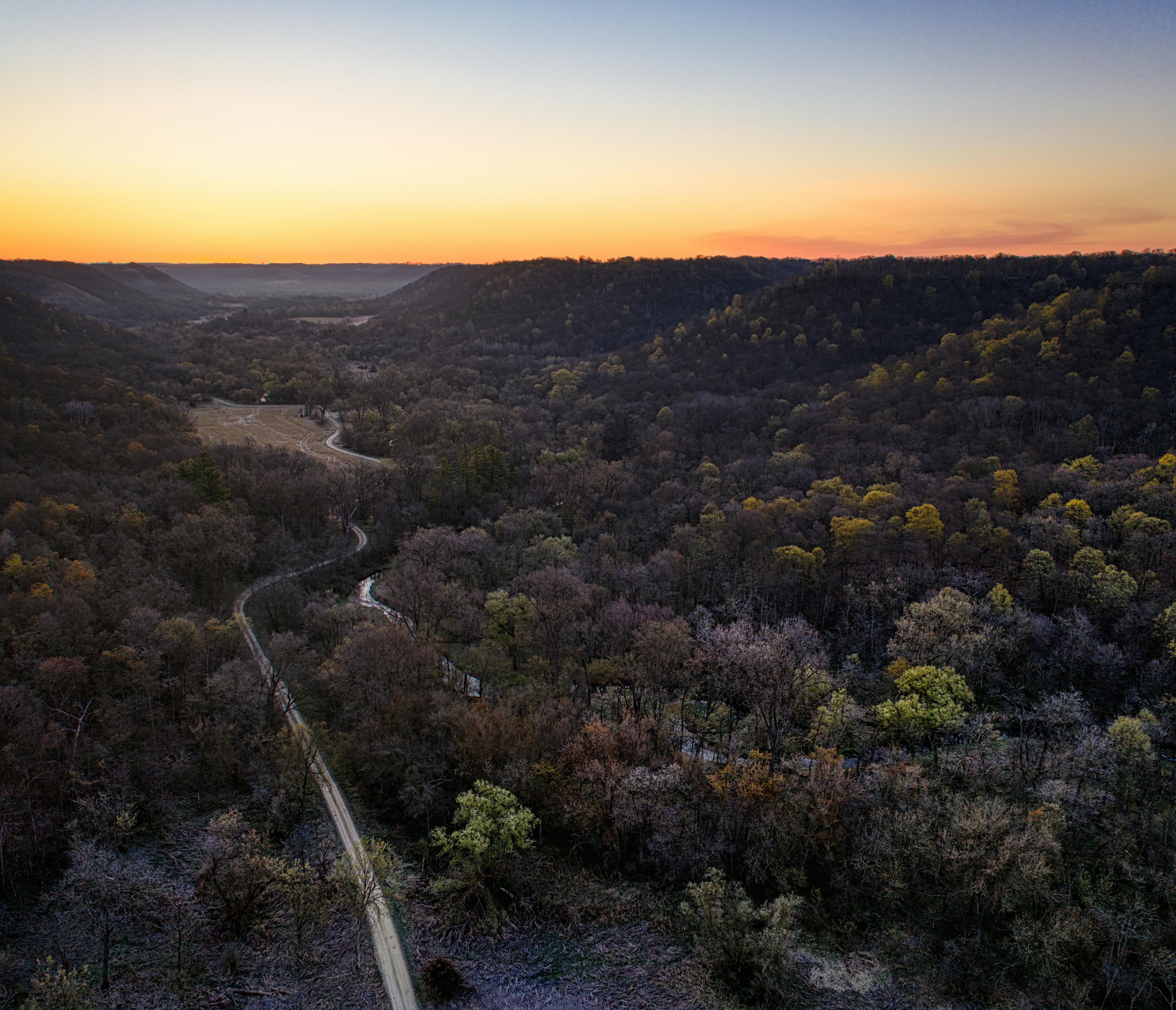 Castor ucis de mașină între localitățile Ciuperceni și Botiz.