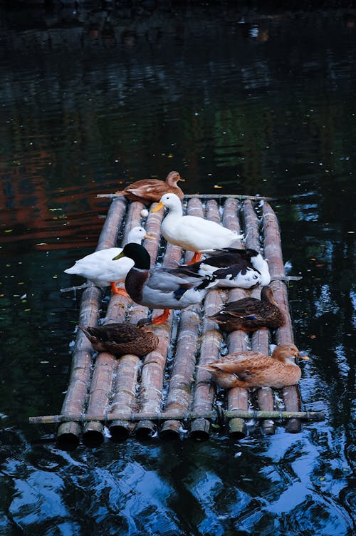 Free Photo of Ducks on a Wooden Raft Stock Photo