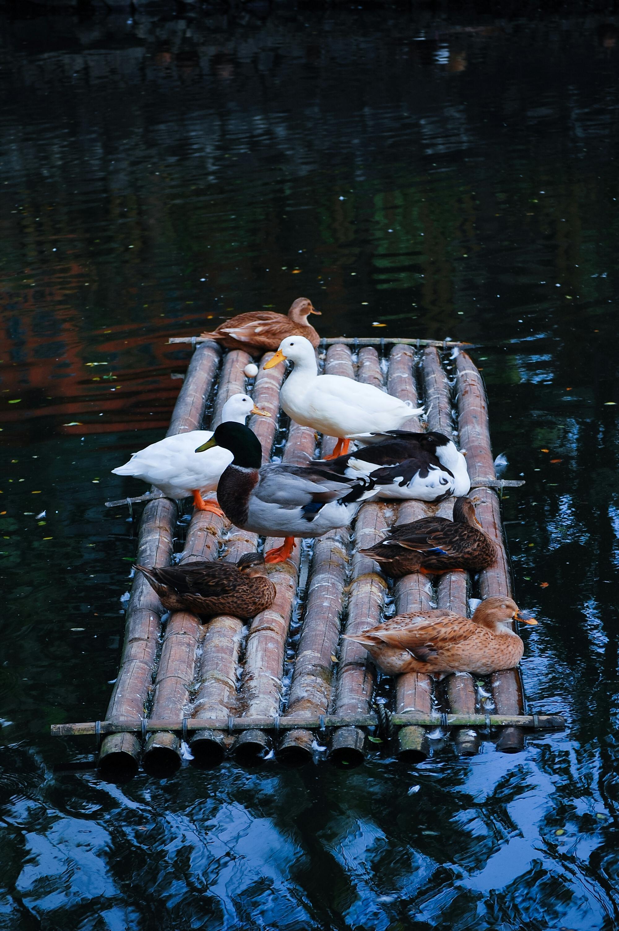 Raft Of Ducks Photos, Download The BEST Free Raft Of Ducks Stock Photos