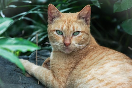 Close-Up Photograph of an Orange Tabby Cat Looking at the Camera