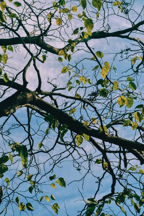 Free Low angle view of tree branches and green leaves against a blue sky. Stock Photo