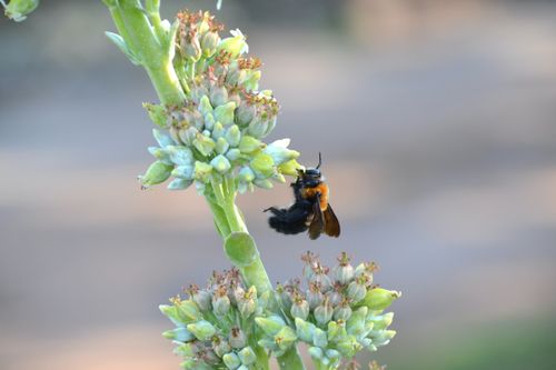 Free stock photo of bee, bumblebee, carpenter bee Stock Photo