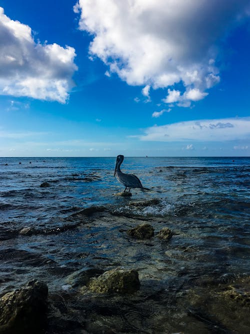 Gratis stockfoto met oceaan, pelikaan, strand