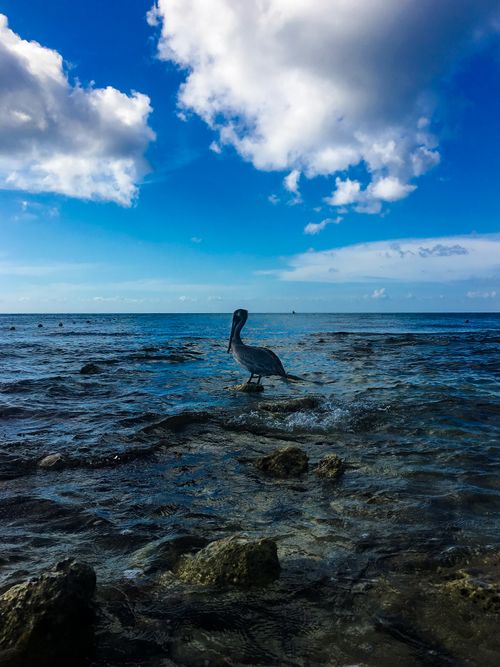Free stock photo of beach, ocean, pelican Stock Photo
