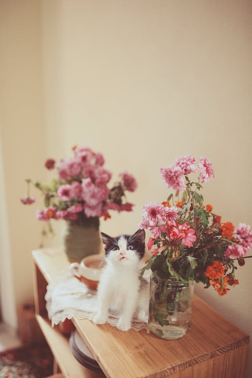 Free Photo of Cat Near Flowers Stock Photo