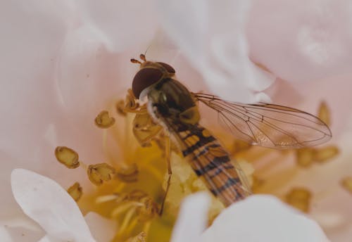 böcek, büyük gözler, çiçek içeren Ücretsiz stok fotoğraf