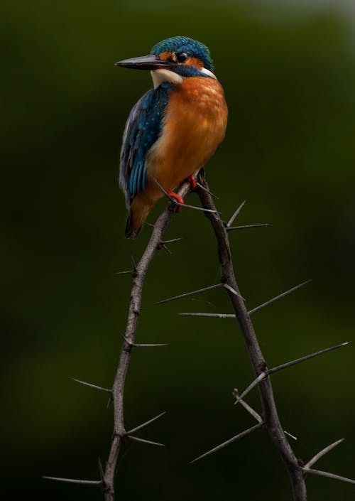 Blue and Orange Bird on Branch 