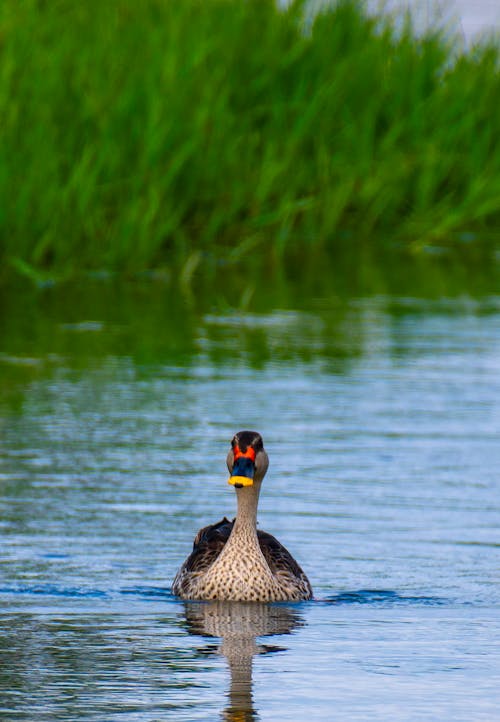 Brown Duck on the Lake