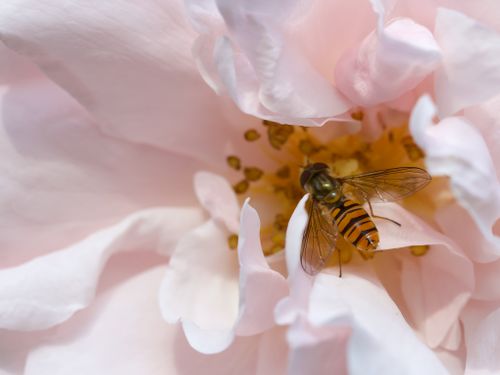 Free Detailed shot of a hoverfly gathering pollen from a delicate pink rose in bloom. Stock Photo