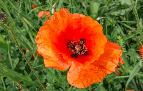 Close-Up Shot of an Orange Poppy