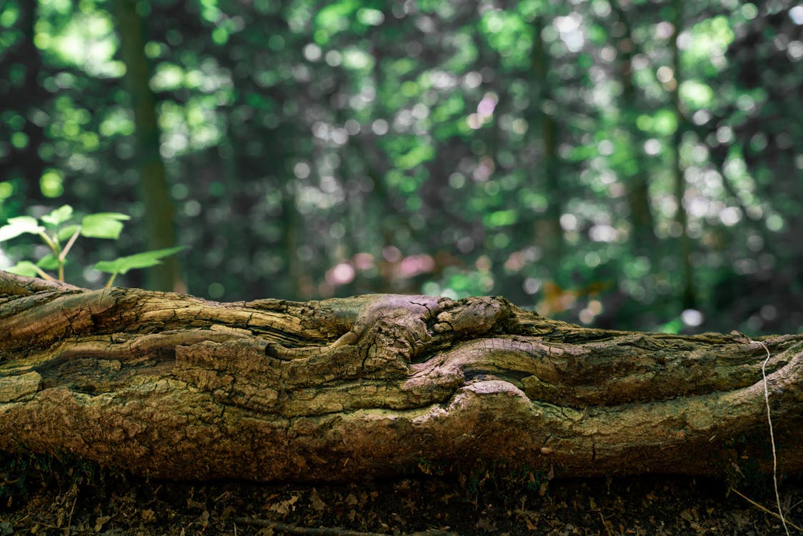 Brown Wooden Cross · Free Stock Photo