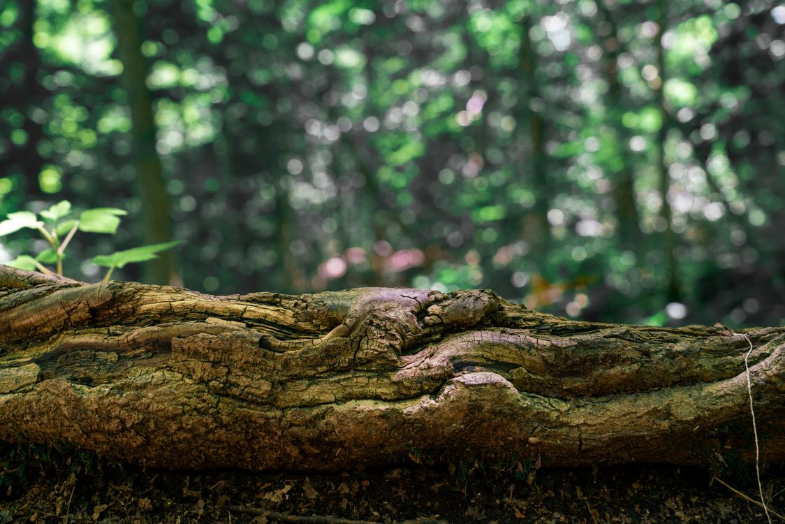 Trunk Image Close-Up Shot of a Tree Trunk · Free Stock Photo