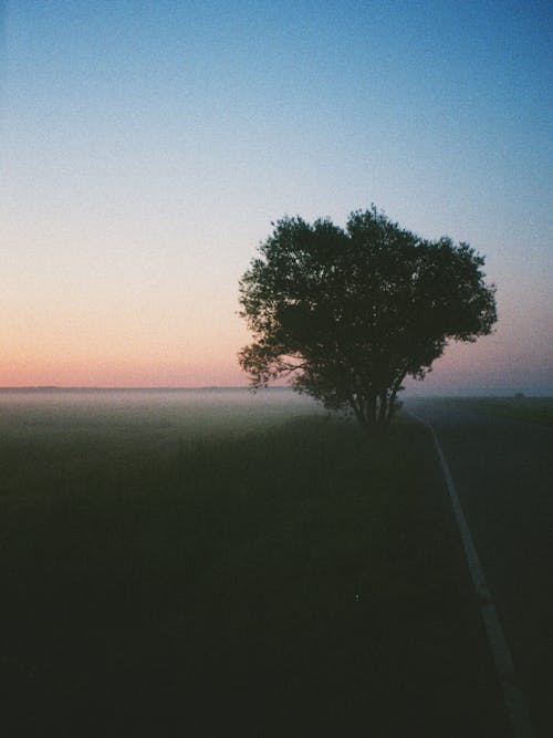 Immagine gratuita di albero, ambiente, campo