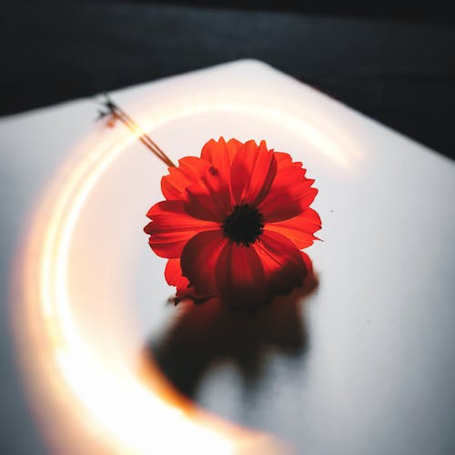 คลังภาพถ่ายฟรี ของ การถ่ายภาพ, ดอกไม้, ดอกไม้สีแดง