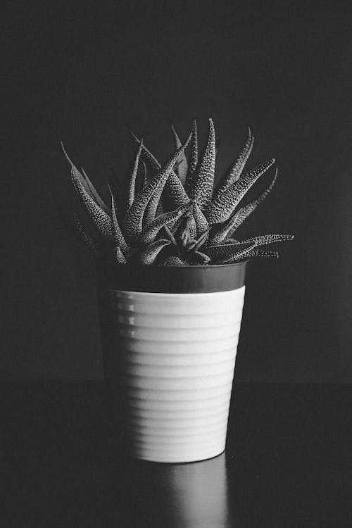 Free Succulent Plant in a White Pot Stock Photo