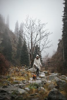 薄雾笼罩的山间小道上，一个人正遛着狗，四周树木环绕