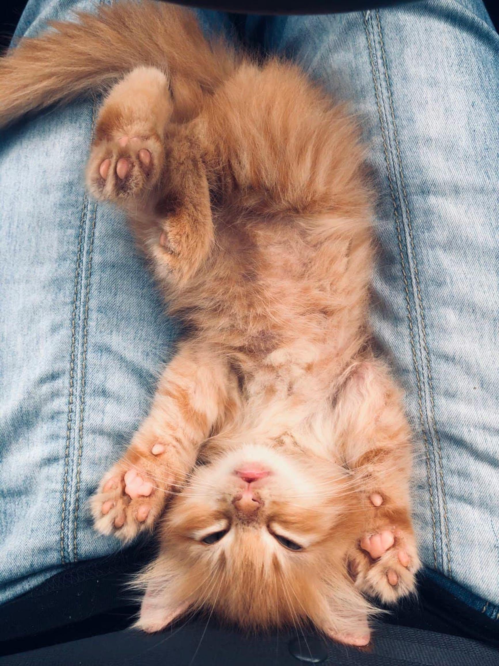 Alpine skier racing downhill on a snowy mountain course