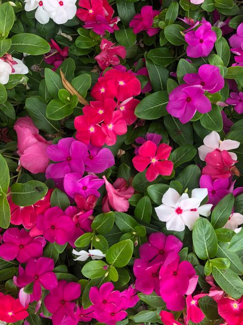 Free A colorful array of tropical flowers in full bloom, showcasing lush greenery and vibrant petals. Stock Photo