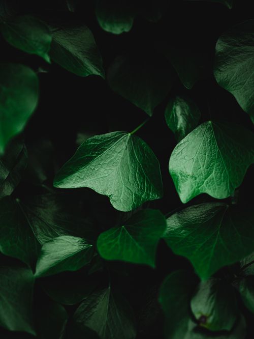 Free Detailed close-up of lush green ivy leaves, showcasing nature's intricate patterns and textures. Stock Photo