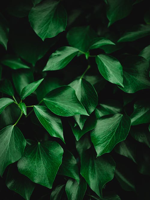 Close-Up Shot of Green Leaves