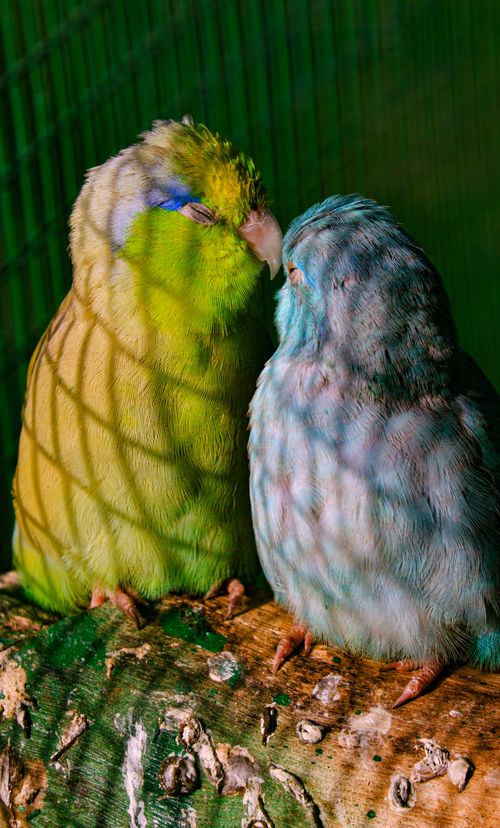 Free Two vibrant parrotlets perch closely in a cage, showcasing their colorful plumage. Stock Photo