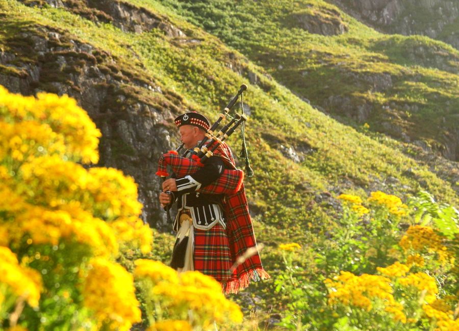 A traditional Scottish bagpiper dressed in a kilt plays amidst vibrant yellow flowers in the Highlands.