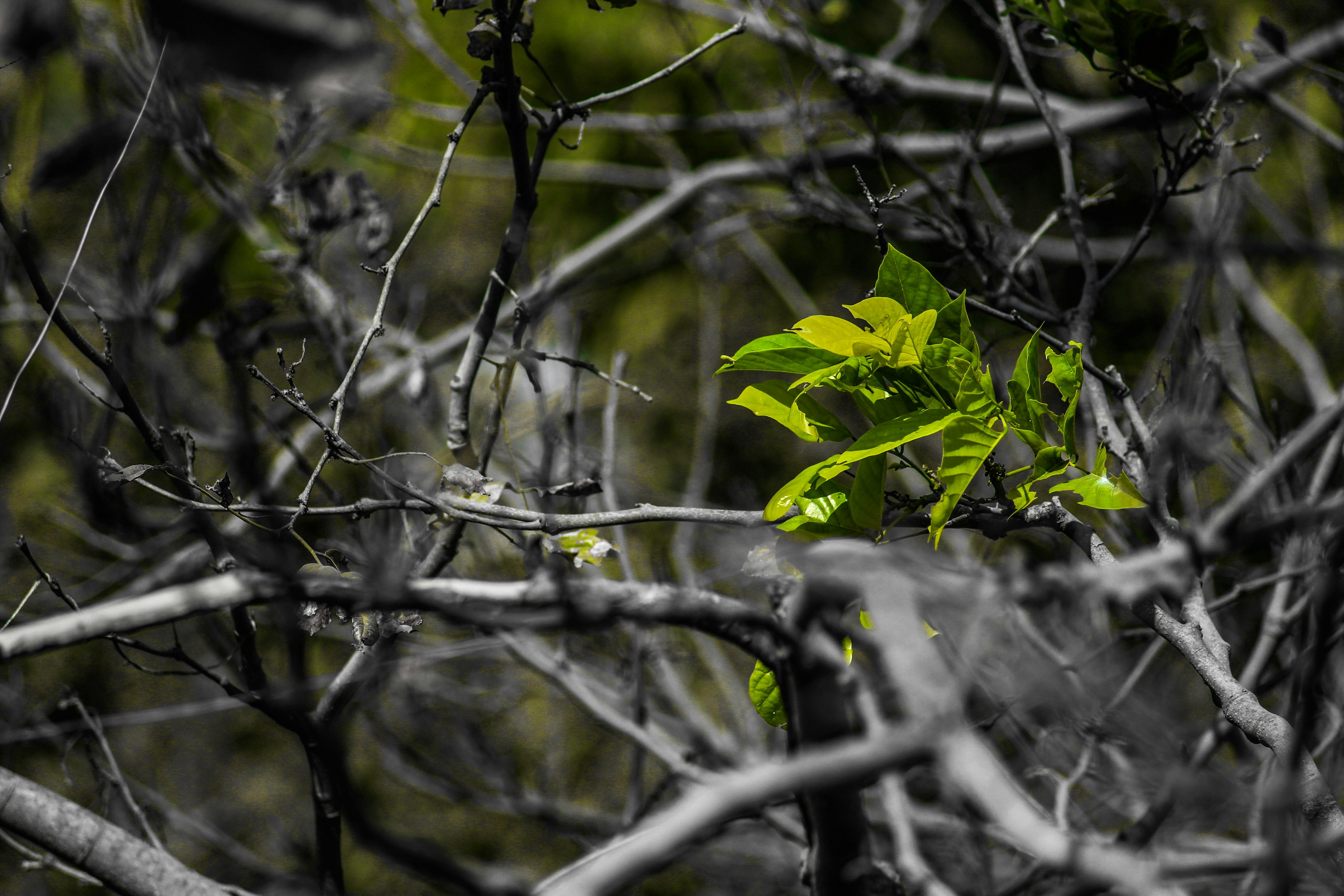 Free stock photo from Tejas · Pexels