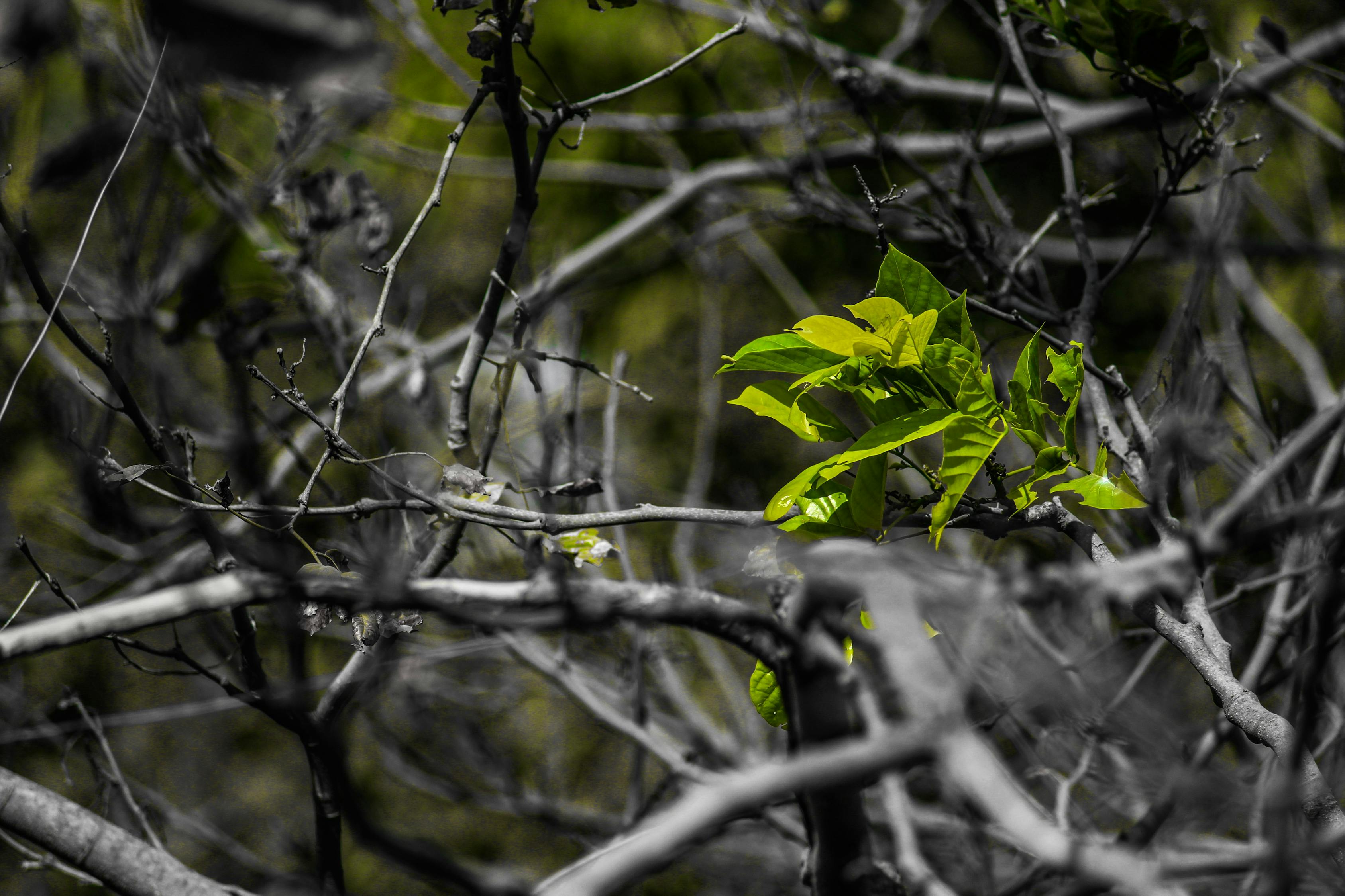 Free stock photo from Tejas · Pexels