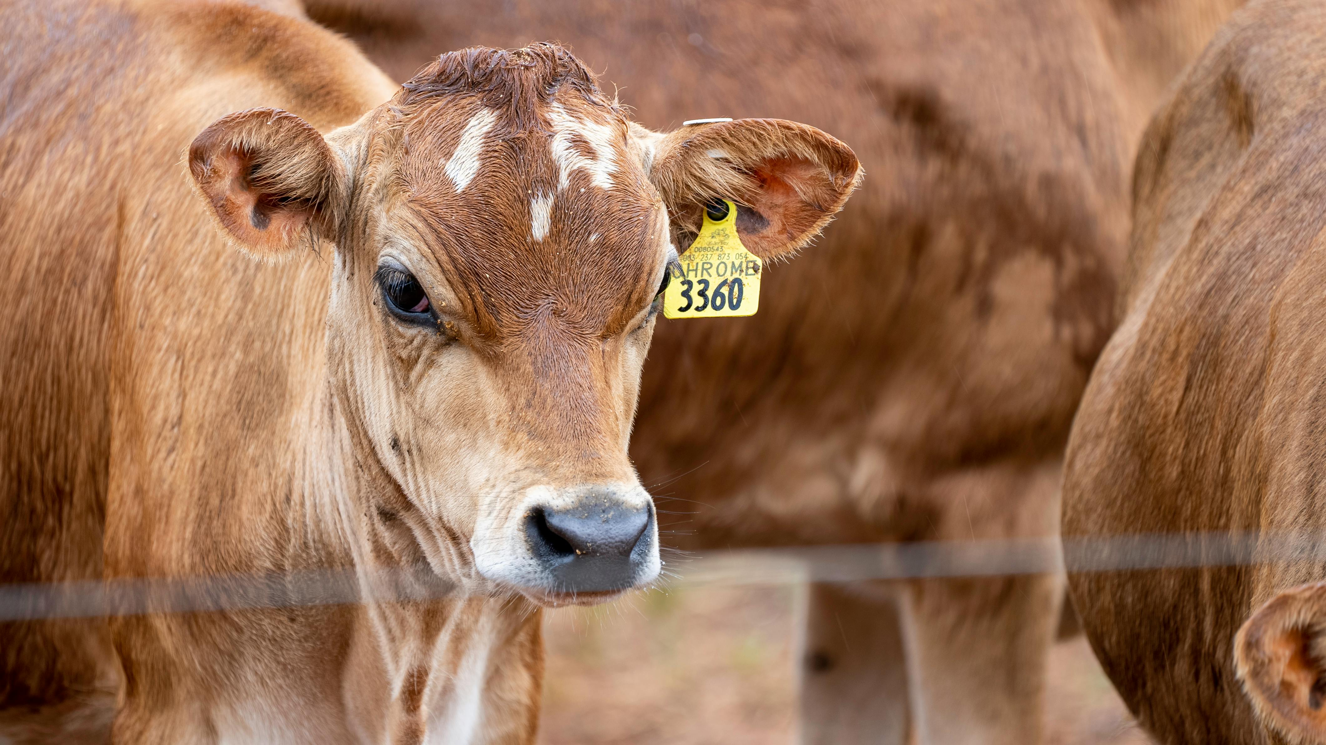 Kleider Für Die Brautmutter: Stilvolle Auswahl Für Den Großen Tag 10 Hochzeitskleider für die Brautmutter im Trend: 2024’s Must-Haves für den großen Tag!