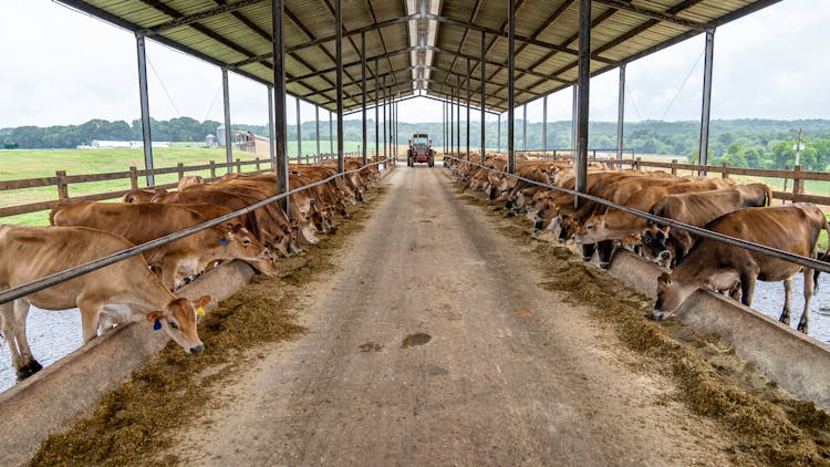 Herd Of Cows On A Shed Eating