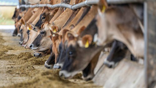 Fotos de stock gratuitas de animales de granja, animales domésticos, bóvidos