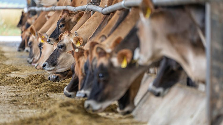 Cows Eating