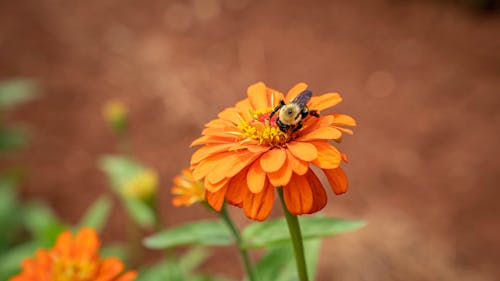 Foto stok gratis berkembang, bunga, flora