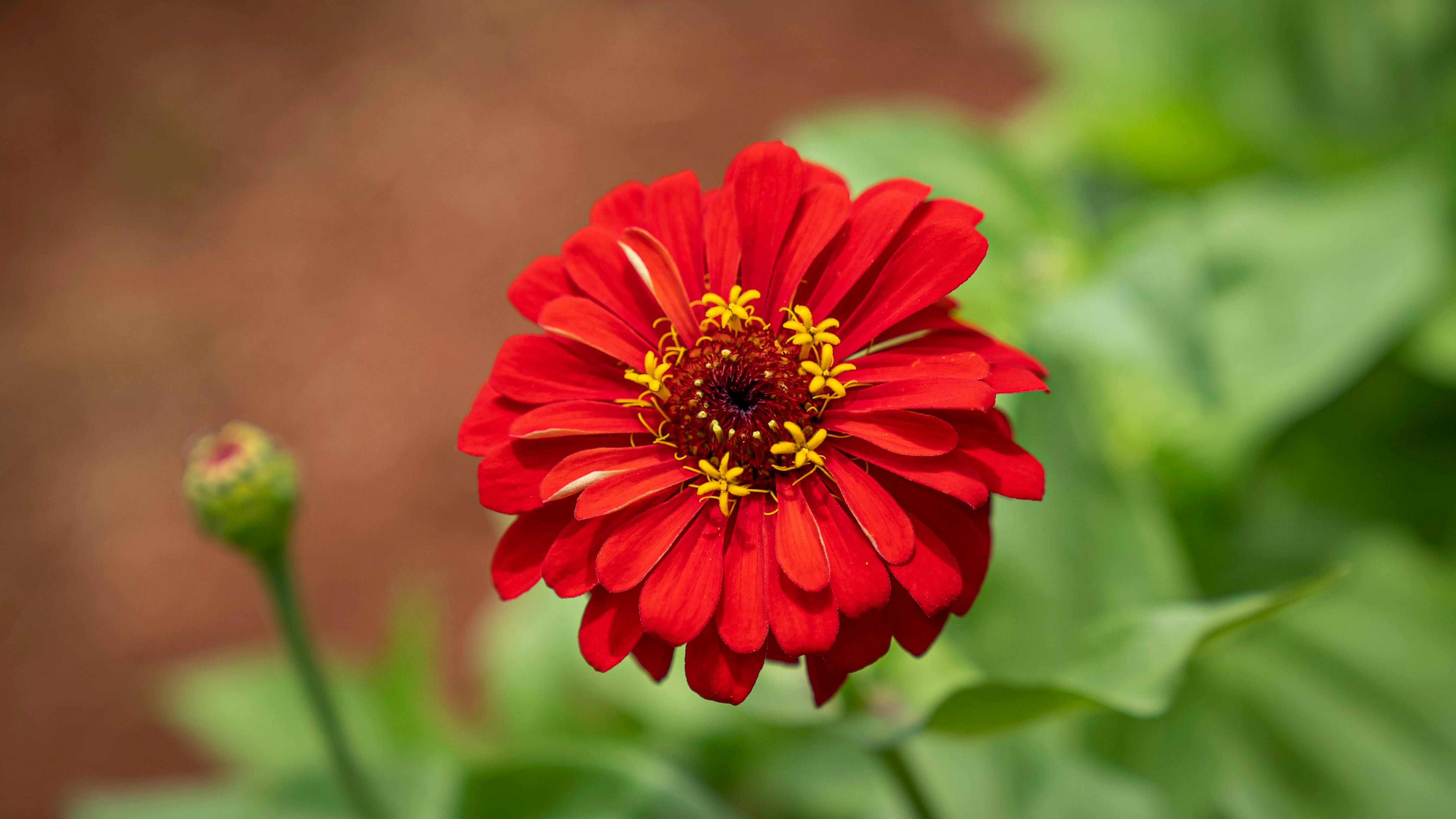 A stunning close-up of a bright red zinnia flower in full bloom, capturing its vibrant colors and delicate petals.