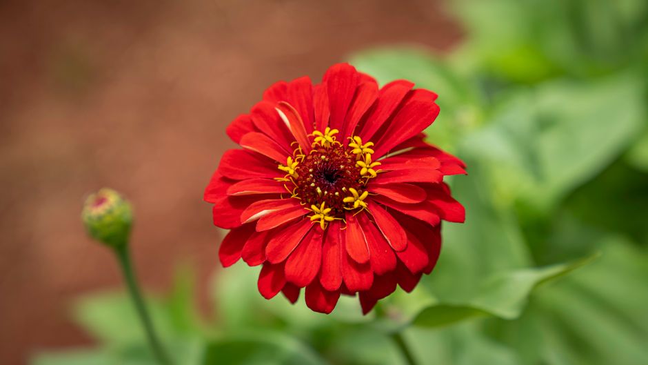 Zinnia