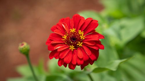 Free A stunning close-up of a bright red zinnia flower in full bloom, capturing its vibrant colors and delicate petals. Stock Photo