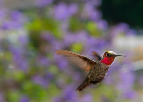 Free stock photo of bird, bird flying, flying