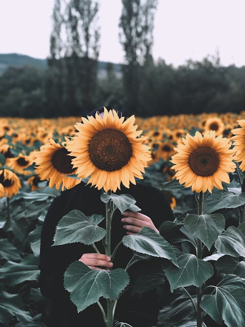 A Sunflower Field 